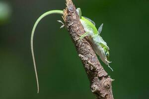 een groen anole werken naar schuur haar huid in een Texas tuin. foto