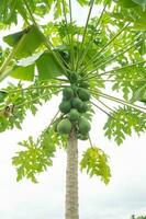 groen papaja fruit Bij de papaja boom met onrijp fruit in de groente tuin. de foto is geschikt naar gebruik voor tuin achtergrond , fruit botanisch poster en inhoud media.