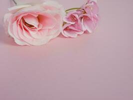 roze rozen Aan roze achtergrond met kopiëren ruimte voor tekst foto
