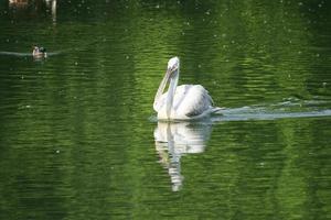 witte pelikaan drijvend op het groene wateroppervlak