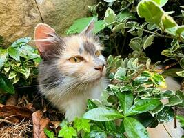 driekleur vrouw kat schuilplaats in de struiken. huiselijk kat hoofd. op zoek voor prooi. jacht- en toezicht. foto