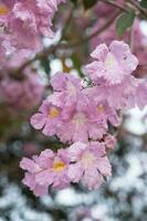 mooi roze trompet fabriek in de tuin Aan wazig bokeh achtergrond. foto