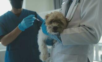 dierenarts onderzoeken hond en kat. puppy en katje Bij dierenarts dokter. dier kliniek. huisdier controleren omhoog en vaccinatie. Gezondheid zorg. foto