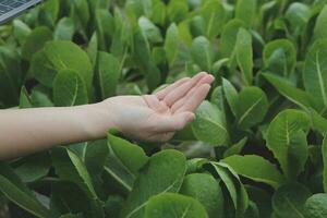 Aziatisch vrouw boer gebruik makend van digitaal tablet in groente tuin Bij serre, bedrijf landbouw technologie concept, kwaliteit slim boer. foto