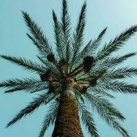 palm bomen met blauw lucht achtergrond, tropisch klimaat foto