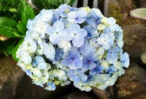 hortensia bloem of hortensia macrophylla in de tuin. foto