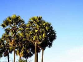 palmbomen in de natuur foto