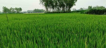 groen rijst- veld- in de ochtend, natuurlijk visie van rijst- veld- en groen boom over- de meer drinken, landschap met gras en bomen, rijst- veld- foto blauw lucht
