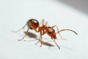 rood mier formica. genereren ai foto