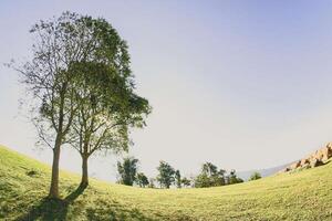 landschap met boom in de natuur foto