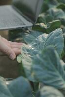 Aziatisch vrouw boer gebruik makend van digitaal tablet in groente tuin Bij serre, bedrijf landbouw technologie concept, kwaliteit slim boer. foto