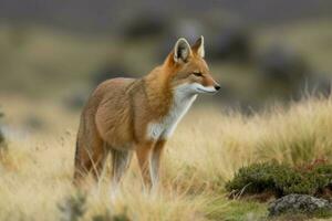 endemisch Ethiopië wolf. genereren ai foto