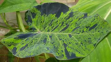 mooi foto van colocasia mojito vers