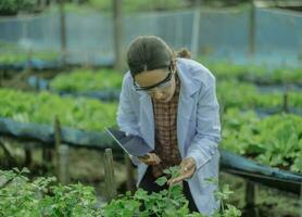 naar beoordelen de rendement van modern kas landbouw beheer, agrarisch Onderzoek deskundige inspecteren en verzamelen gegevens Aan gewassen, water, lucht, en insecten. het uitvoeren van regelmatig laboratorium procedures. foto