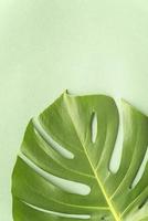 monstera plant blad foto