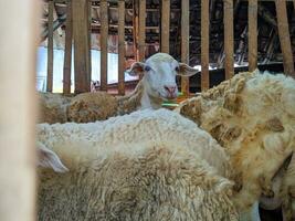 een schapen of ovis Ram in de pen in blitar, Indonesië foto