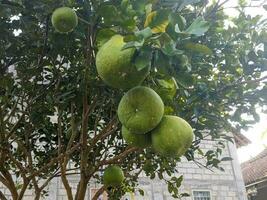 een dichtbij omhoog van de pompelmoes, citrus maxima of citrus grandis fruit nog steeds hangende Aan de boom. van de familie rutaceae. voor fruit achtergrond of behang foto