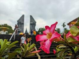 een dichtbij omhoog van adenium zwaarlijvig bloem. rood en vers. voor bloem achtergrond of behang foto