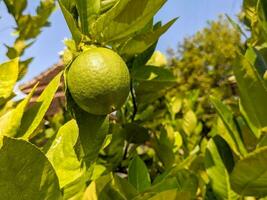 een dichtbij omhoog van citroen fruit of citrus limon nog steeds groen en hangende Aan de boom foto