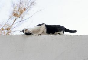 zijaanzicht van kat op de muur op de boerderij foto