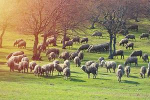 kudde schapen op verse lente groene weide tijdens zonsopgang