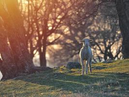 kudde schapen op verse lente groene weide tijdens zonsopgang