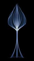 X - straal foto van transparant lotus knop, wit en Koninklijk blauw. ai generatief