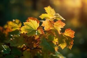 natuurlijk herfst achtergrond met gouden geel en oranje esdoorn- bladeren gloeiend in de zon Aan een teder wazig licht groen achtergrond. ai generatief foto