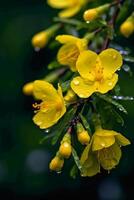 de nevel na regenen, geel ditang bloemen. ai generatief foto