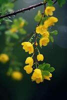 de nevel na regenen, geel ditang bloemen. ai generatief foto