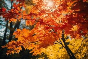herfst bloemen panoramisch achtergrond. kleurrijk geel en rood esdoorn- gebladerte Aan een zonnig dag heilig licht. herfst- park. ai generatief foto