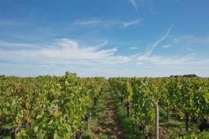 druiven in de wijngaard in het zuiden van frankrijk in de provence