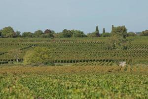 druiven in de wijngaard in het zuiden van frankrijk in de provence foto