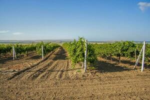 landschap van wijngaarden. een veld- van jong druiven. foto