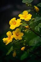 de nevel na regenen, geel ditang bloemen. ai generatief foto