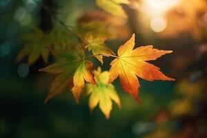 natuurlijk herfst achtergrond met gouden geel en oranje esdoorn- bladeren gloeiend in de zon Aan een teder wazig licht groen achtergrond. ai generatief foto