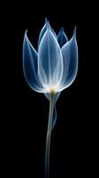X - straal foto van transparant lotus knop, wit en Koninklijk blauw. ai generatief