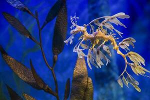 bladerrijk zee draak onderwater- foto