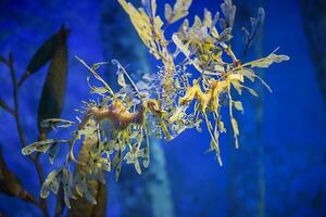 bladerrijk zee draak onderwater- foto