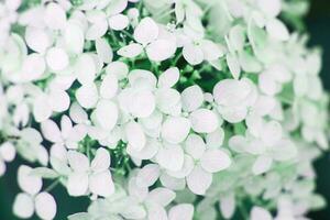 wit hortensia bloem achtergrond in de tuin foto