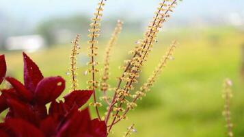 de aerva sanguinolenta fabriek heeft rood spinazie bladeren en geel en wit bloemen met een wazig achtergrond foto