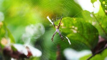 stok foto laba-laba argiope appensa berbadan kuning, berkaki merah bercincin kuning bedelen vervagen