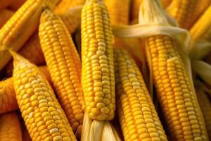 rijp rauw maïs oren, herfst oogst, ai gegenereerd foto