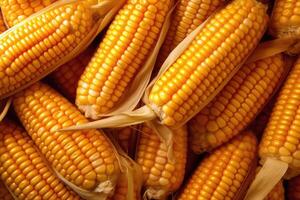 rijp rauw maïs oren, herfst oogst, ai gegenereerd foto
