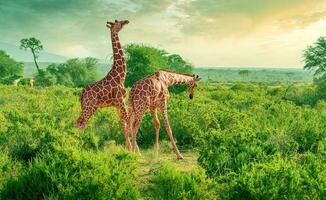 giraffen zijn aan het eten bomen in groepen, de milieu looks heel mooi foto