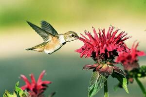 kolibries verzamelen nectar van bloemen foto