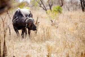 Afrikaanse oerwoud buffels zijn heel gevaarlijk foto