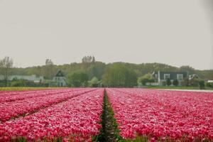 roze bloem veld- de Nederland foto