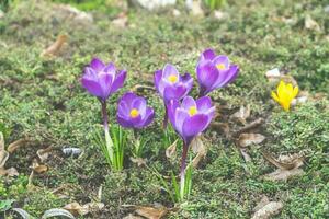 krokus bloeit in het voorjaar foto