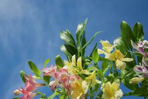 voortreffelijk kleur samenstelling Aan blauw. alstroemeria bloemen tegen blauw lucht, detailopname met kopiëren ruimte. olie canvas textuur. horizontaal achtergrond voor spandoeken, Gefeliciteerd, certificaten. foto